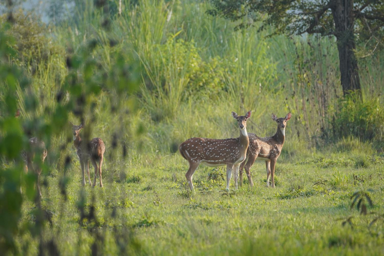 Others 5, Wildflow jungle yoga safari and homestay, Narayani