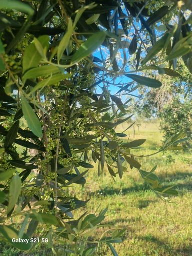 Others 5, Agriturismo Le Paesane, Lecce