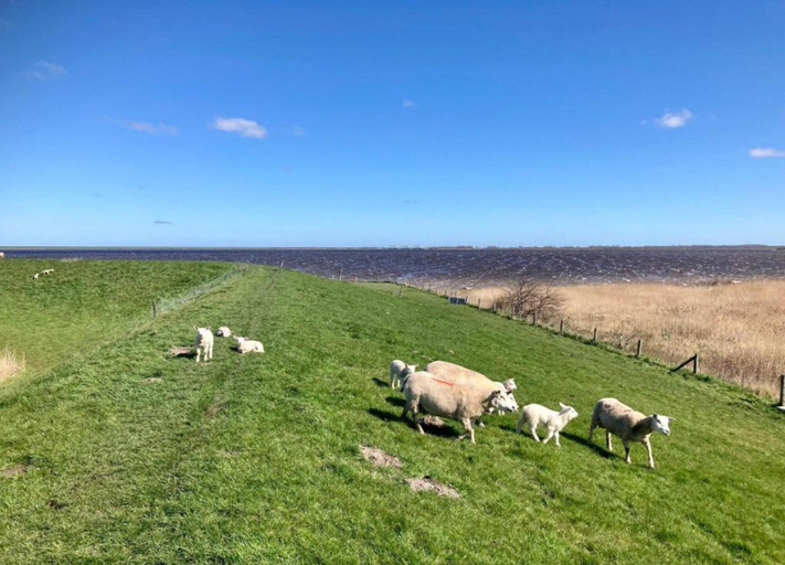 View from property 3, Nice Holiday Home Near the Lauwersmeer, Dongeradeel