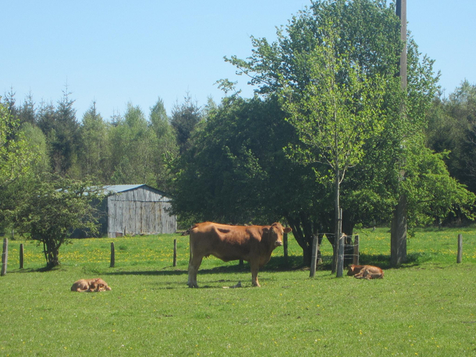 Others 4, Peaceful Retreat in Ferrieres, Liège