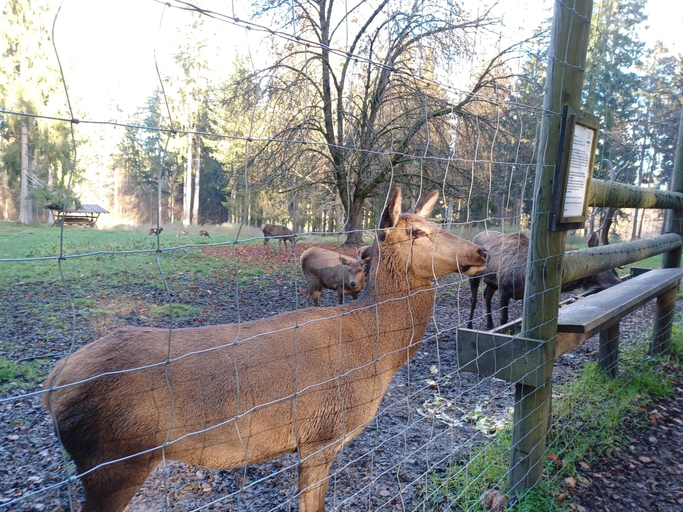 Others 4, Ferienhaus in der Nahe der Skipiste, Schwandorf