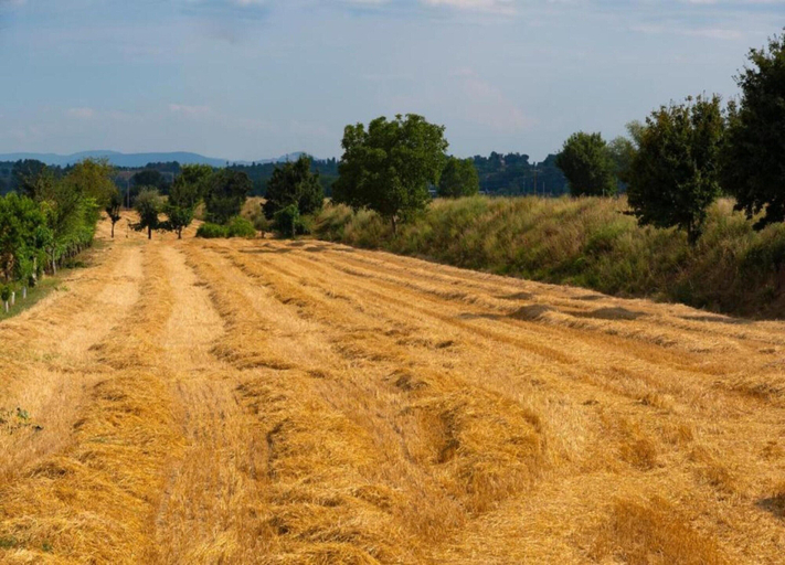 View from property 3, Modern Holiday Home in Foiano Della Chiana With Pool, Arezzo