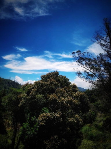 Others 2, Amber by The Tamarillo, The Nilgiris