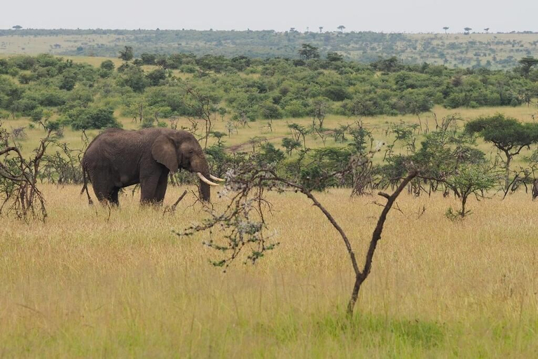 Others 5, Basecamp Wilderness, Narok West