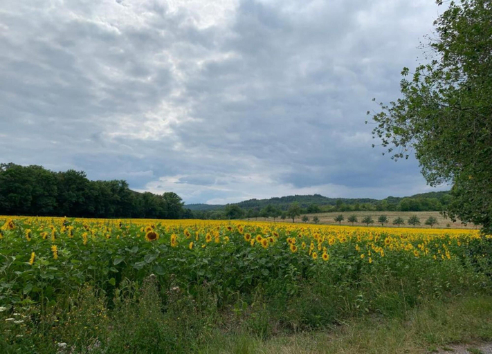 View from property 5, Ferienwohnung in Blankenburg, Harz