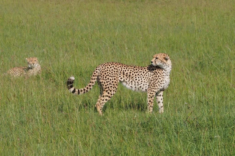 Others 3, Basecamp Wilderness, Narok West