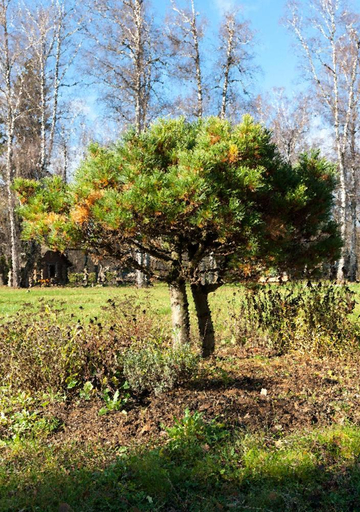 Others 3, Loft in the Forest, Odintsovskiy rayon