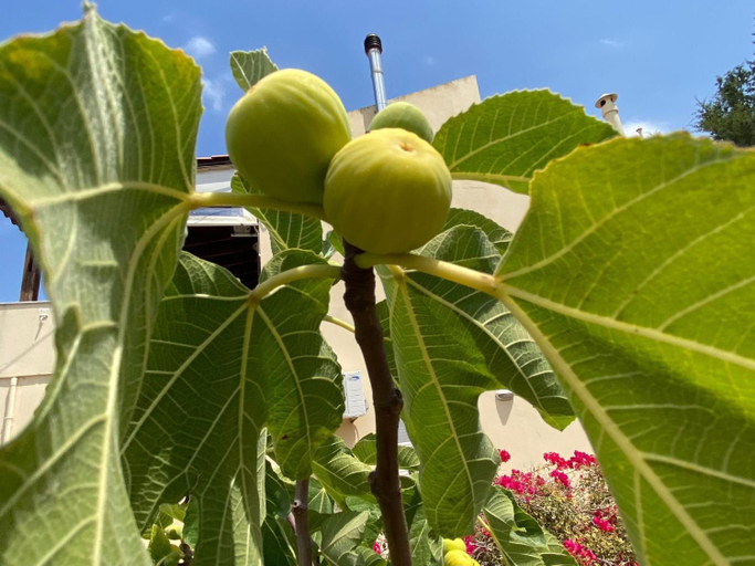 Food & Drinks 5, Garden Villa Near Chanias Coastline, Crete
