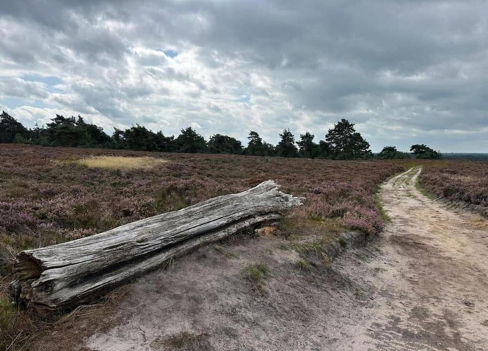 View from property 3, Holiday Home in Haarle Near Sallandse Heuvelrug, Hellendoorn