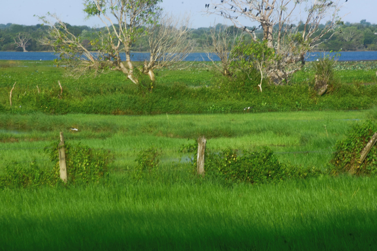 Others 5, Neralu Garden Yala, Thissamaharama