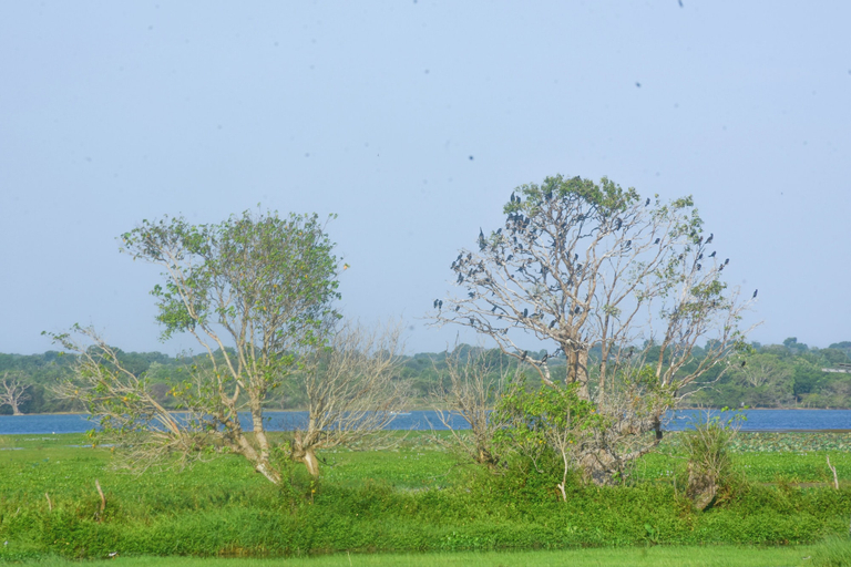 Others 4, Neralu Garden Yala, Thissamaharama