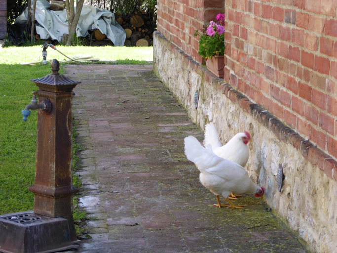 Others 4, Rustic Escape with Pool, Siena