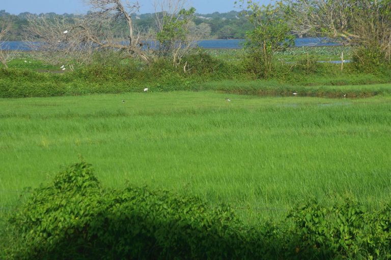 Others 3, Neralu Garden Yala, Thissamaharama