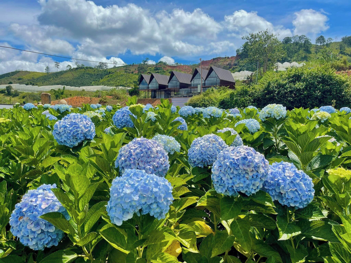 Others 4, DA LAT THIEN VUONG HOMESTAY, Lạc Dương