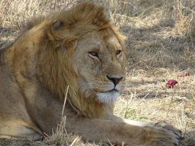 Others 3, Ikoma Safari Camp, Serengeti