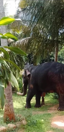 Others 3, Alankulama Waana Resort, Nachchadoowa