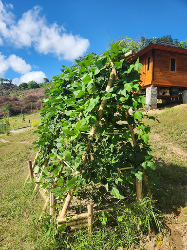 Garden, Mawun Valley Farm, Lombok