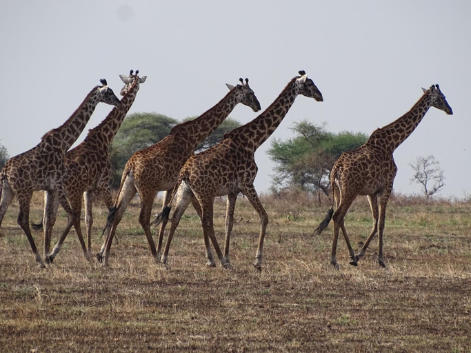Others 5, Ikoma Safari Camp, Serengeti