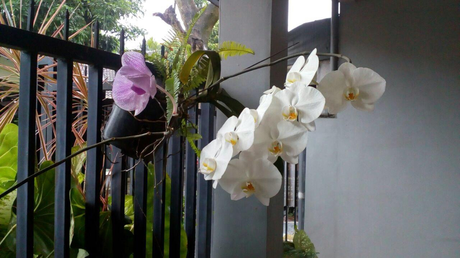 Others 2, RELIC ROOM House of plants, Malang