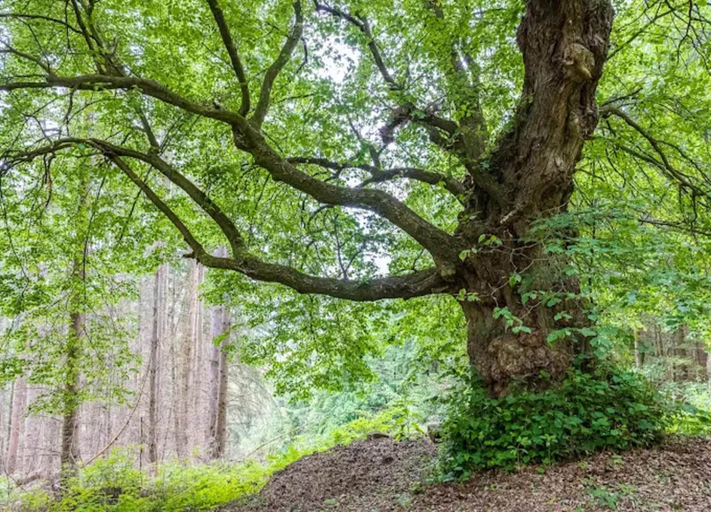 Others 5, Ferienwohnung mit Garten auf dem Bauernhof, Kassel