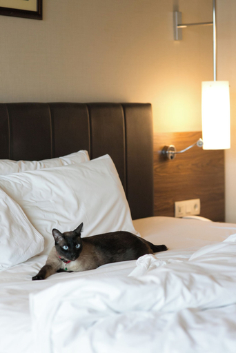 Bedroom 4, Kolin Hotel Spa & Convention Center, Merkez