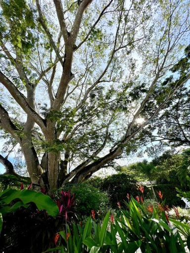 Others 3, CU28 New 3 Bdrm Home w Pool and Guanacaste Tree, Santa Cruz