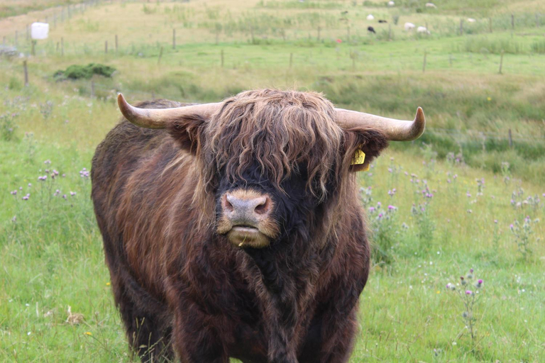 Others 3, Belstruther Glamping, Scottish Borders