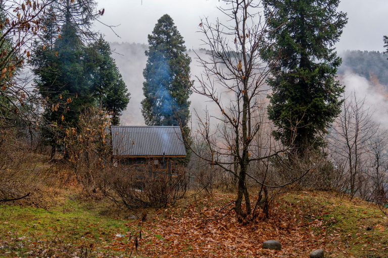 Others 5, Solomons Gray, Baramulla