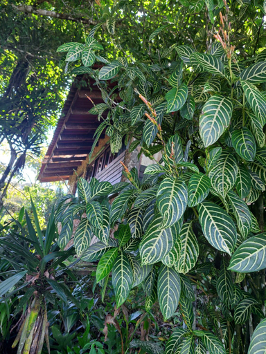 Exterior & Views 2, Mandalas Ecolodge, Panamá