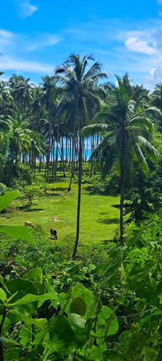Others 4, The View - Jungle Lodges - Port Barton, San Vicente