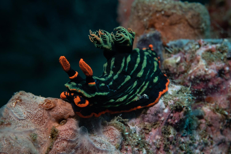 Others 4, VitaminSea Room, Dauin