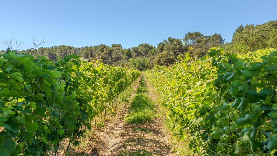Others 4, Chateau Talaud, Vaucluse