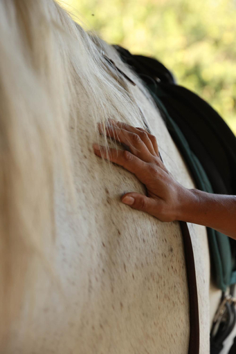 Others 4, Cal Robusto Turisme Equestre, Girona