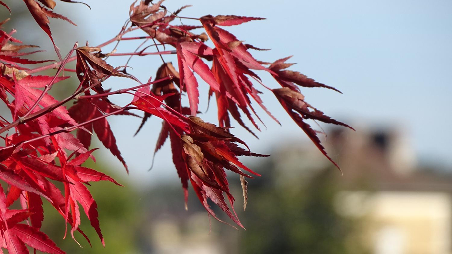 Others 4, Les gites de Petrocoriis, Dordogne