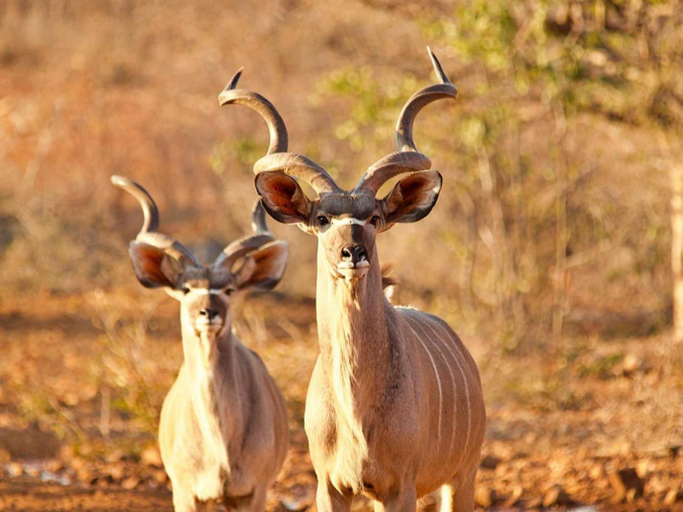 Others 3, Kifaru Bush camp, Outjo