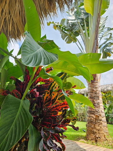Others 2, Casa Shambala B&B, Las Terrenas