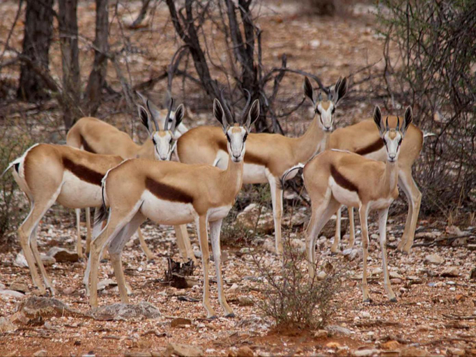 Others 5, Kifaru Bush camp, Outjo