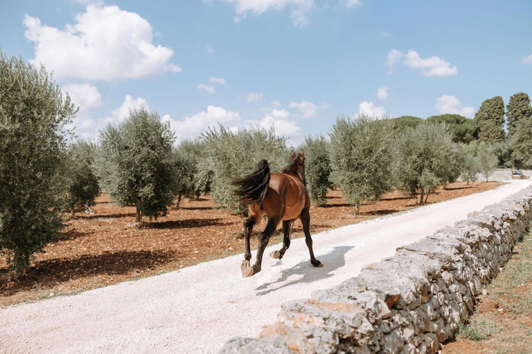 Room 5, Masseria Lamacoppa Exclusive Estate Near Ostuni, Brindisi