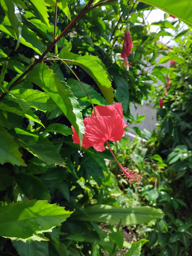 Others 2, KAN'DLO, Le Morne-Rouge