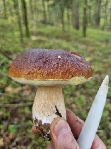 Others 2, Domki na skraju lasu, Bytów