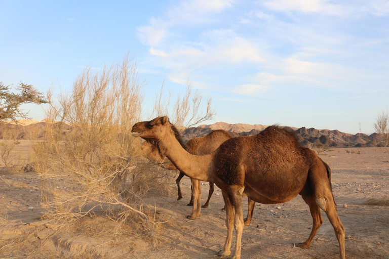 Others 3, Feynan wild camp, Wadi Arabah