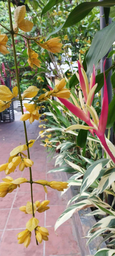 Others 5, Nemo Homestay, Huế