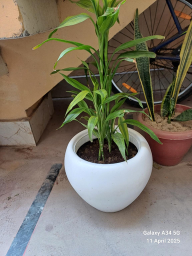 Others 5, Mandakini Homestay, Varanasi