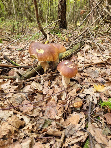 Others 4, Domki na skraju lasu, Bytów