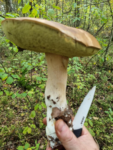 Others 3, Domki na skraju lasu, Bytów