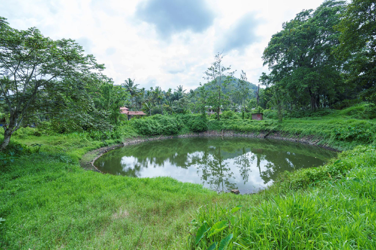 Others 1, Mystic Trees, Idukki