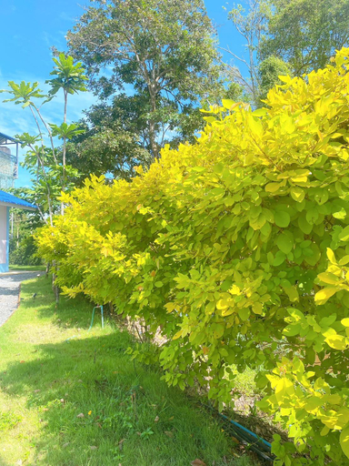 Others 4, Phob Rak Resort & Garden, K. Na Yai Am