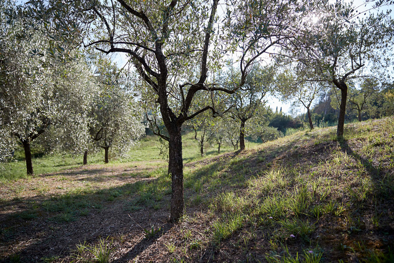 Garden 2, Villa Pacini - just 1,8 km outside Lucca Wall - Pool, Lucca