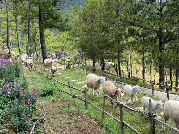 Others 4, Kim Ngan Hills Eco-Resort, Đà Lạt