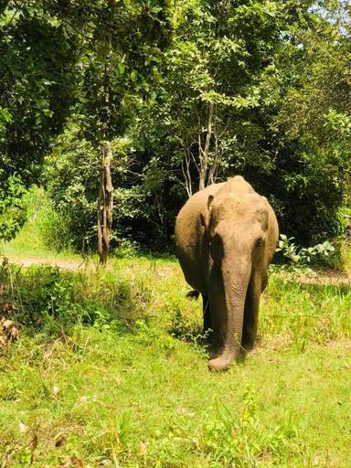 Others 4, Tiara Elephant Lodge, Palugaswewa